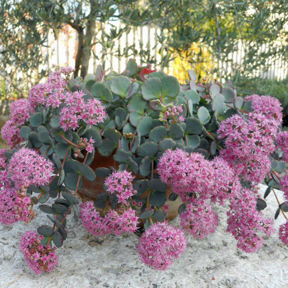 SEDUM (Sedum Sieboldii)