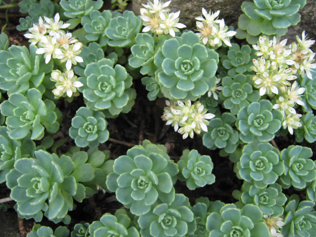 SEDUM SIVI (Sedum Pachyclados)