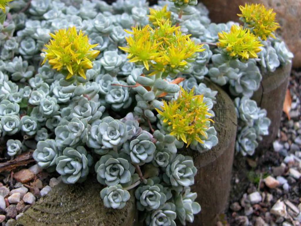 SREBRNI SEDUM (Sedum Spathulifolium Cape Blanco)