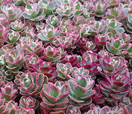 SEDUM TRICOLOR (Sedum Spurium Tricolor)