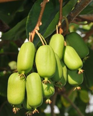 KIVI SIBIRSKI (actinidia arguta)