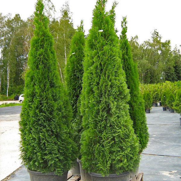 SMARAGD TUJA (Thuja Occidentalis &quot;Smaragd&quot;)