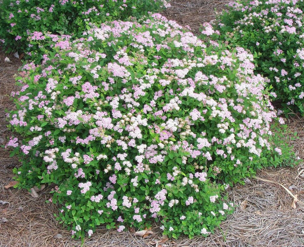 SPIREA BUMALDA LITTLE PRINCESS