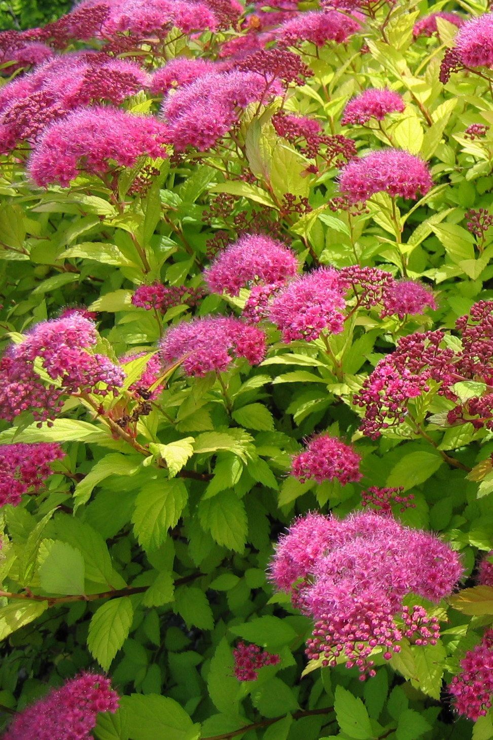 SPIREA BUMALDA