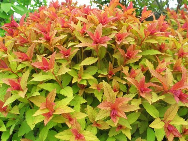 SPIREA JAPONICA GOLD FLAME