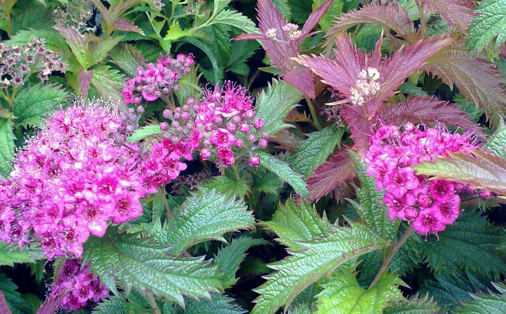 SPIREA (Spirea Japonica &quot;Cripsa&quot;)