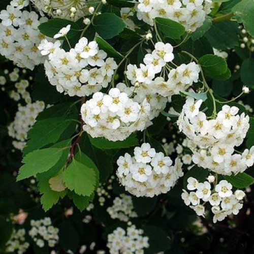 SPIREA VAN HOUTTE