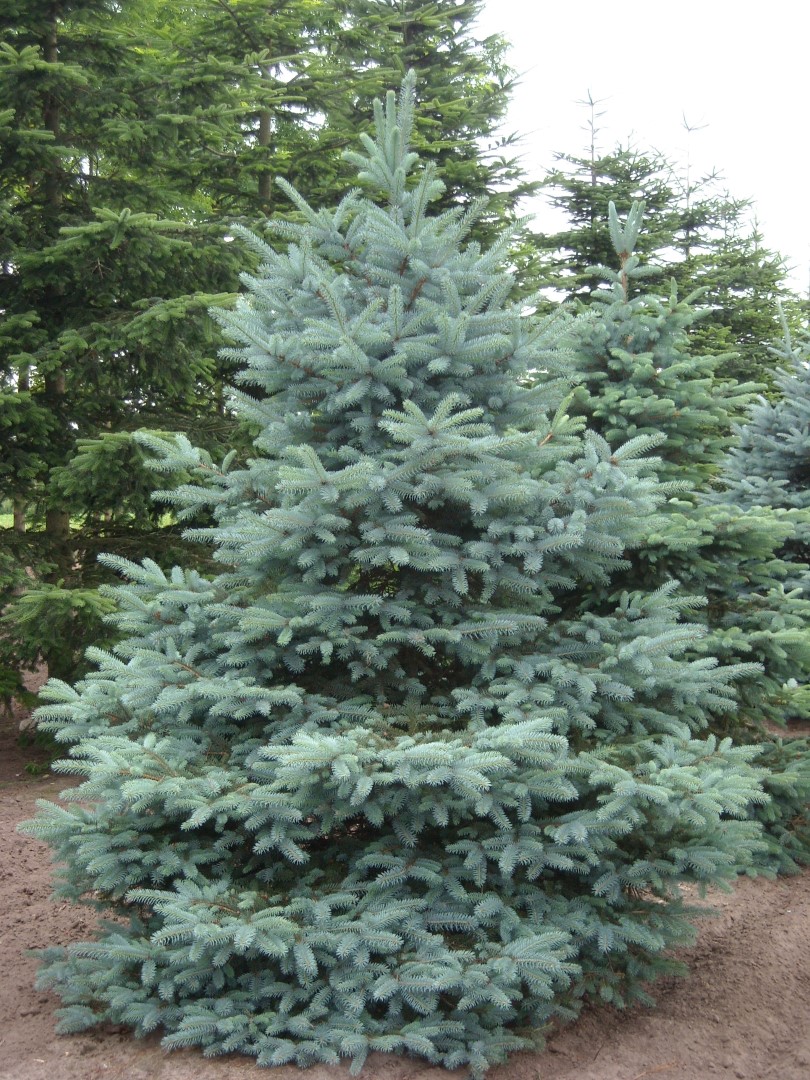 SREBRNO PLAVA SMRČA (Picea Pungens Glauca)