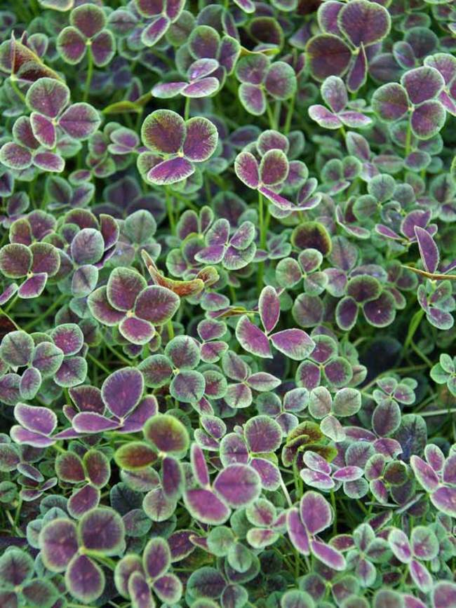 SREĆNA DETELINA (Trifolium Purpurascens)