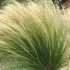 STIPA (Stipa Ponytails)