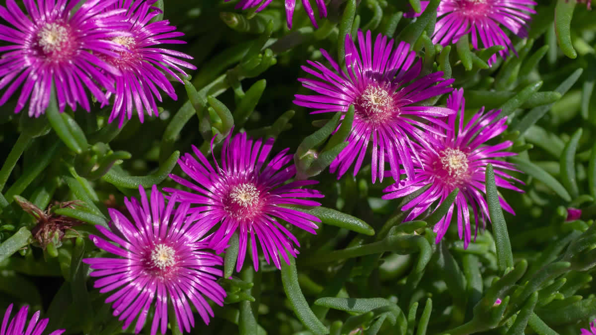 SUNČANI CVET (Lampranthus delosperma)