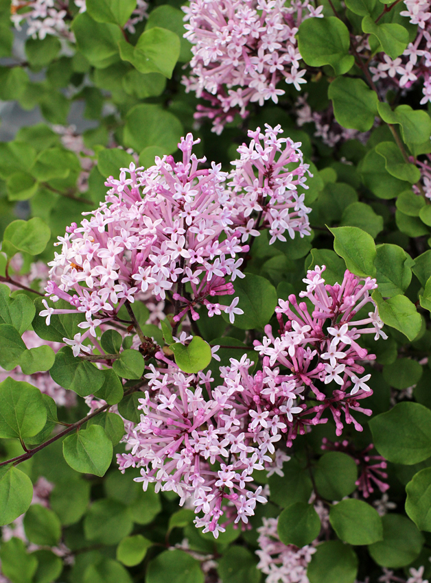 PATULJASTI JORGOVAN (Syringa Meyeri)