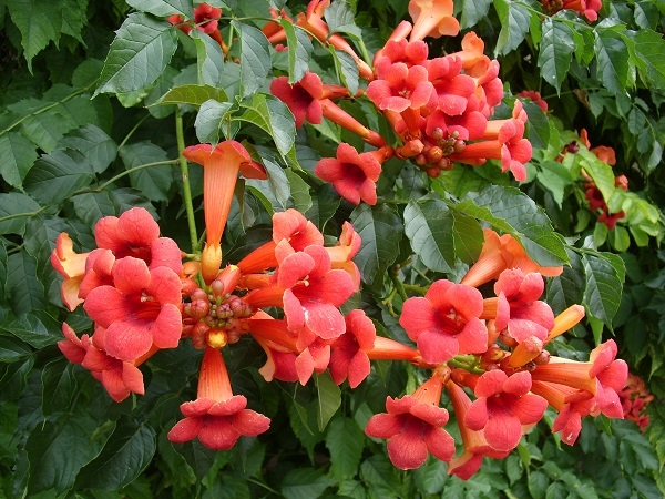 TEKOMA (Campsis Radicans)