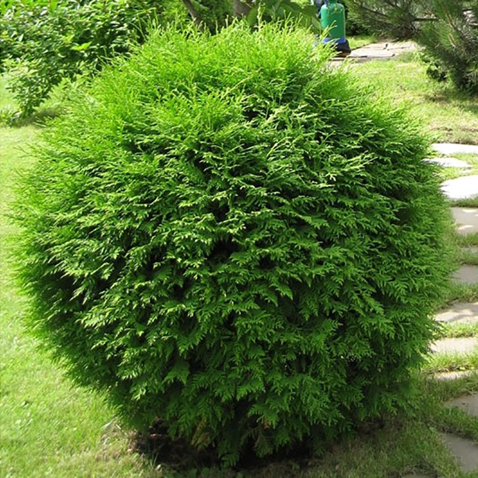 THUJA GLOBOSA