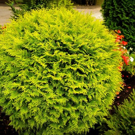 THUJA OCC. &quot;GOLDEN GLOBE&quot;