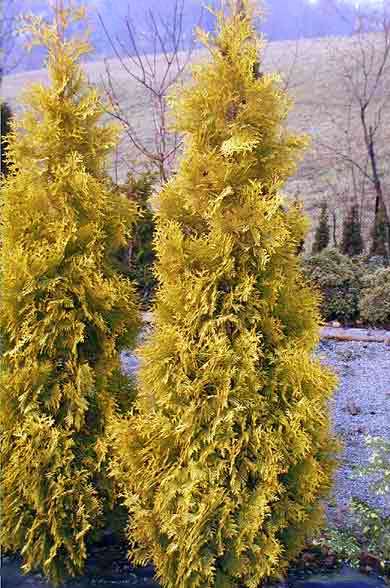 THUJA OCC. &quot;MALONYANA AUREA&quot;