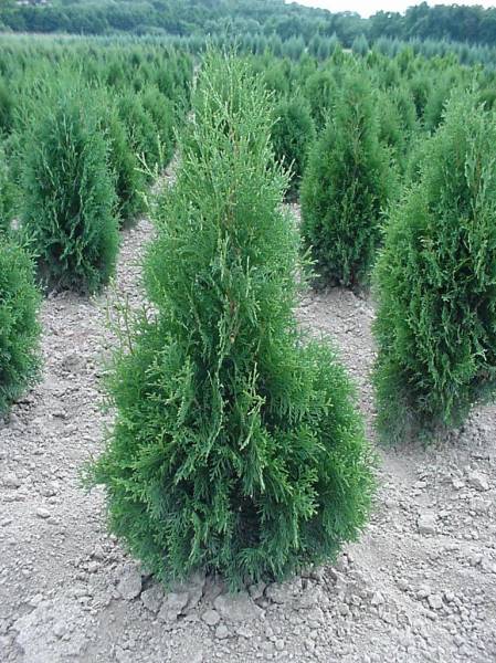 THUJA OCC.COLUMNA