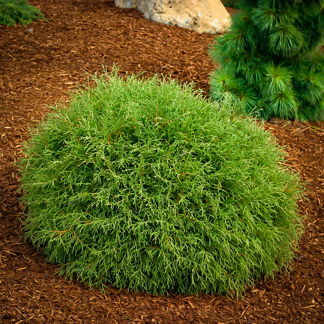 THUJA OCC &quot;MR. BOWLING BALL&quot;