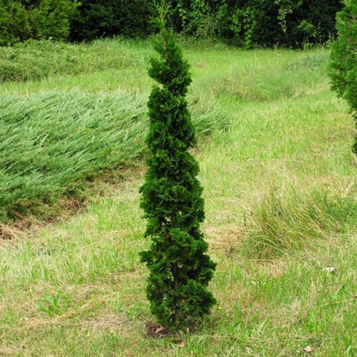 THUJA OCC. &quot;SPIRALIS MINI&quot;