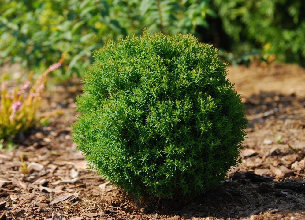 TUJA TEDI (Thuja Occidentalis Teddy)