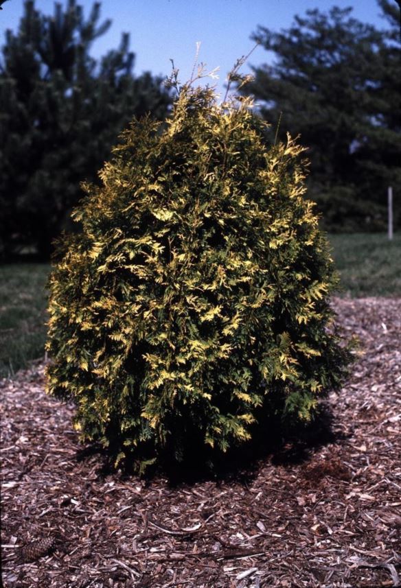 THUJA PLICATA &quot;AUREA&quot;