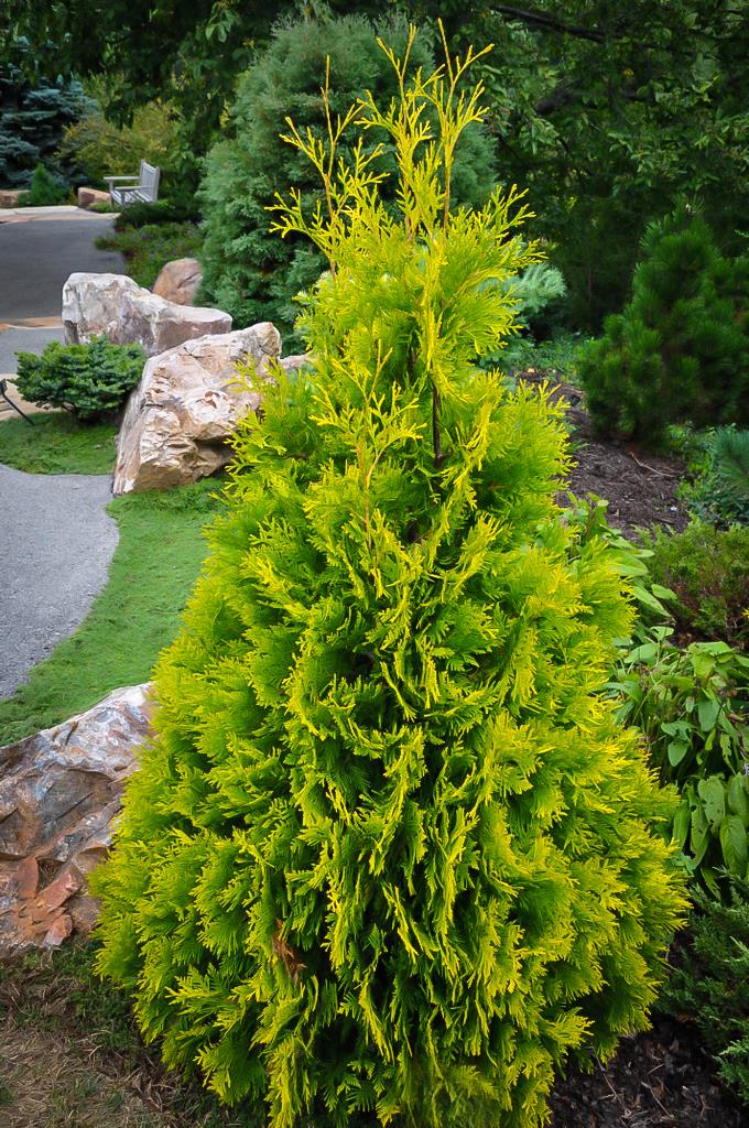 THUJA YELLOW RIBBON