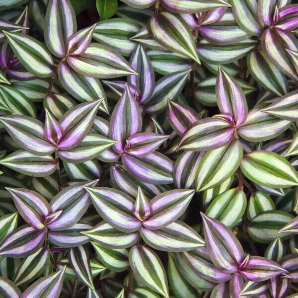 TRADESCANTIA