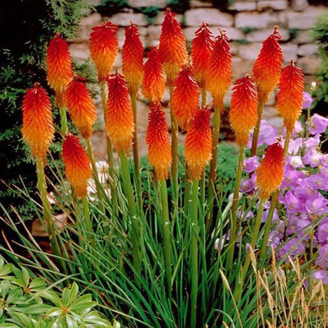 TRITOMA (Kniphofia Uvaria &quot;Grandiflora&quot;)