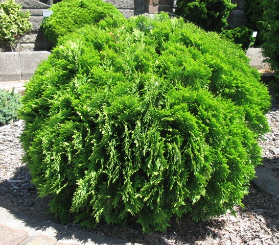 TUJA DANIKA (Thuja Occidentalis Danica)