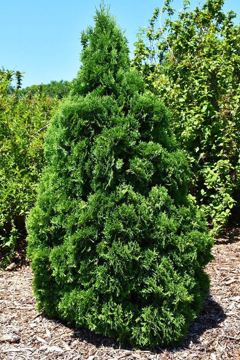 TUJA HOLSTRUM (Thuja Occ. Holstrum)