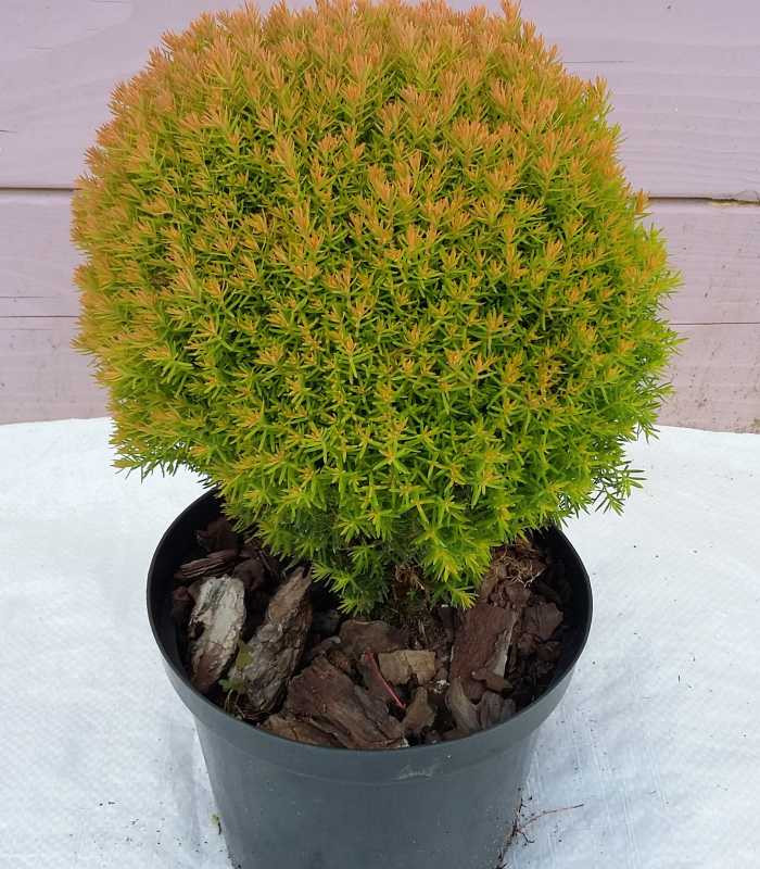 TUJA TEDI (Thuja Occidentalis &quot;Anniek&quot; Teddy Gold)