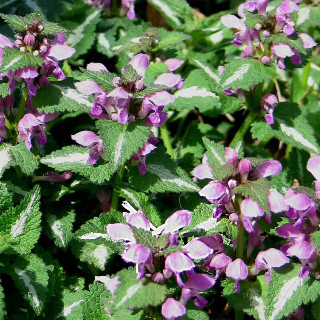 UKRASNA KORPIVA (Lamium Maculatum)