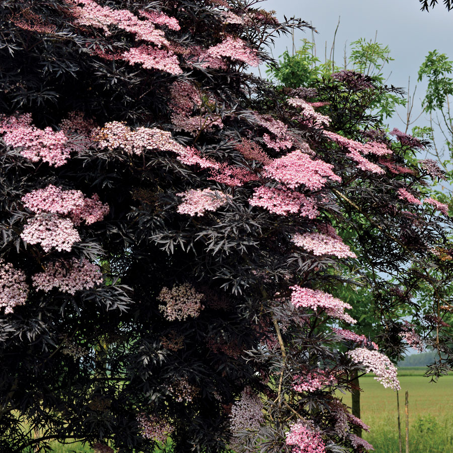 UKRASNA ZOVA (Sambucus Nigra Black Lace)