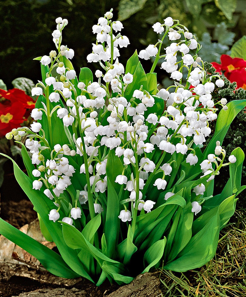 ĐURĐEVAK (Convallaria Majalis)