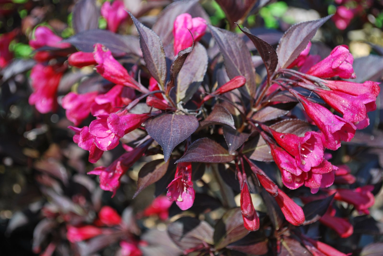 VEIGLEA (WEIGELA FLORIDA ALEKSANDRA)