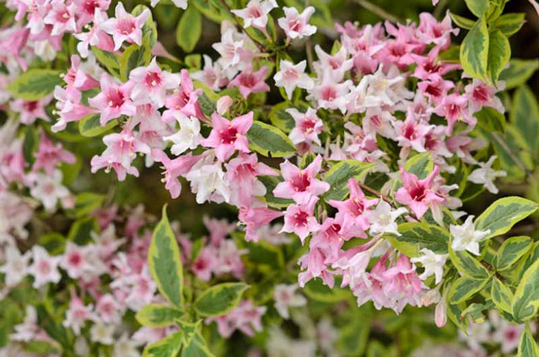 WEIGELA FLORIDA VARIEGATA