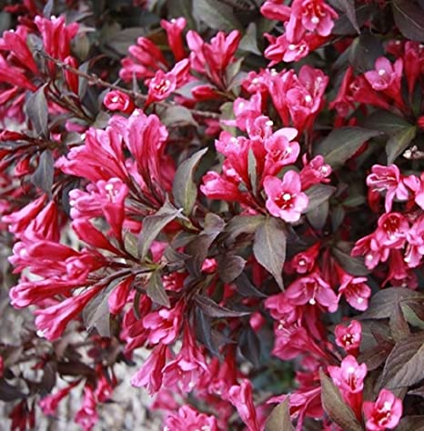 WEIGELA FLORIDA NANA PURPUREA