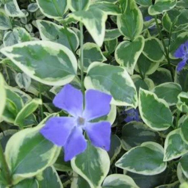 VINCA MAJOR VARIEGGATA