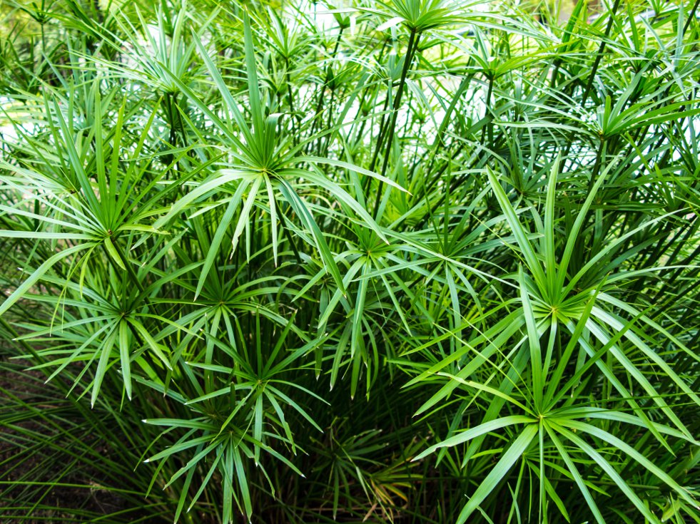 VODENA PALMA (Cyperus Diffusus)