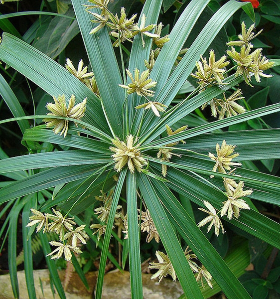 VODENA PALMA MINI (Cyperus Diffusus)