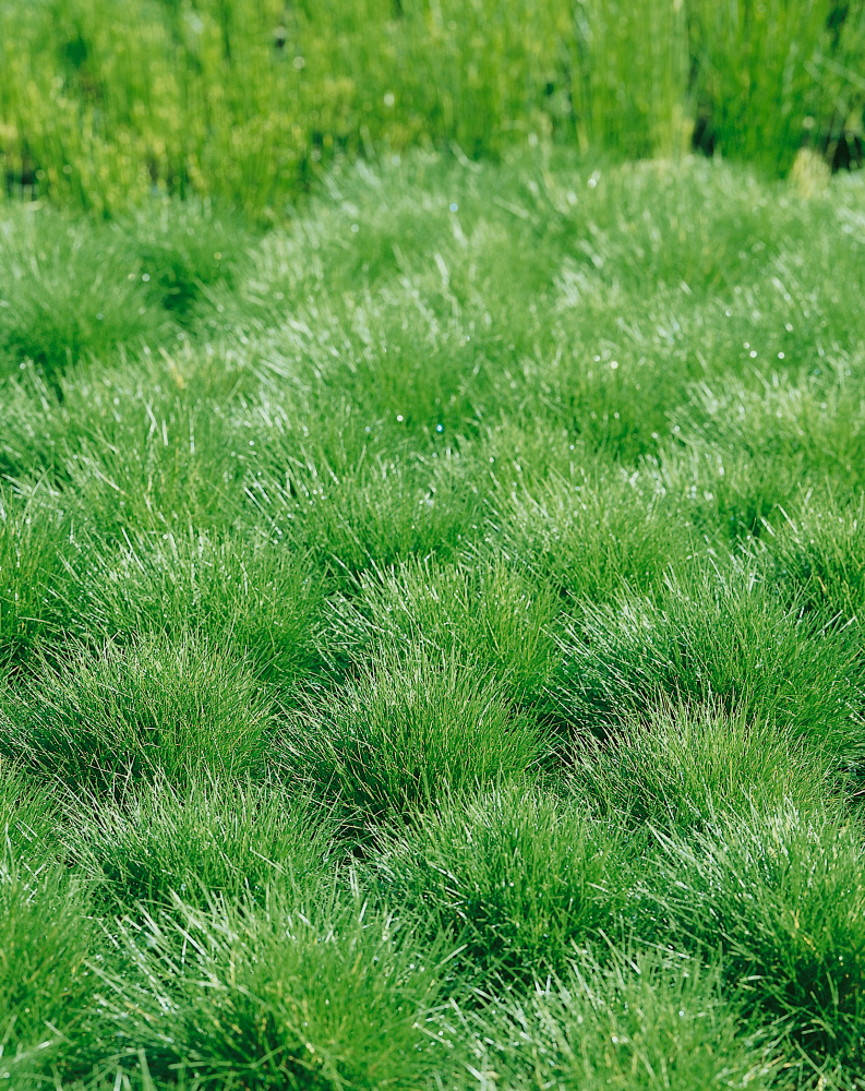 ZELENA VLASULJA (Festuca Scoparia)