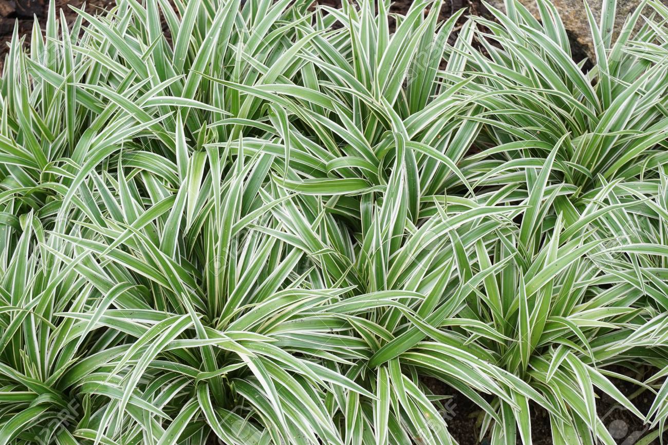 ZELENI LJILJAN (Chlorophytum Comosum)