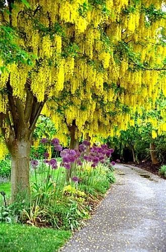 ZLATNA KIŠA (Laburnum)