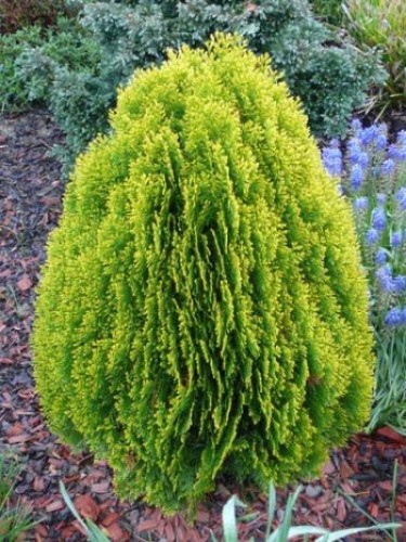 ZLATNA TUJA (Thuja Orientalis &quot;Aurea Nana&quot;)