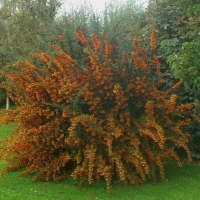 Rasadnik Šuša, Sombor